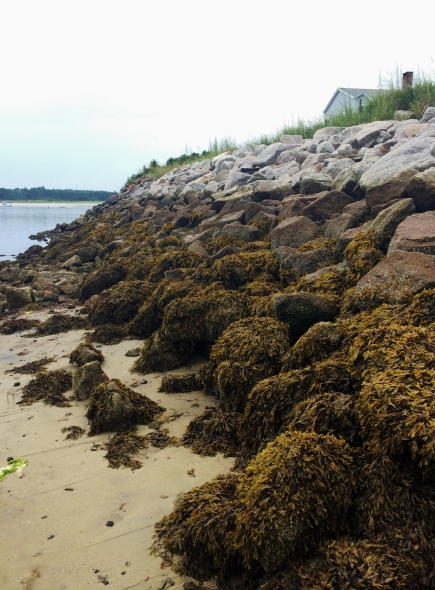 Fucus vesiculosus habitat on the Maine, USA coastline