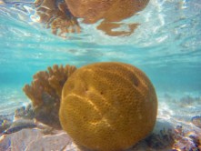 Picturesque coral colony on Heron Island reef