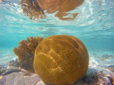 Picturesque coral colony on Heron Island reef